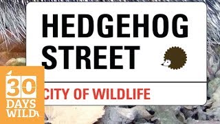 Day 15 - 30 Days Wild - helping British hedgehogs // Absolute Nature