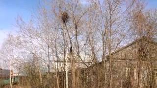 Кот дерётся с сороками