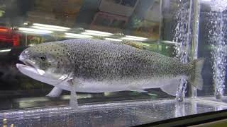 変わりもの展　富士の介　森の中の水族館　00233