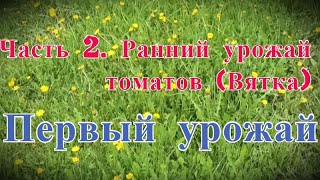 Ранний урожай томатов (Вятка). Часть 2. Первый урожай
