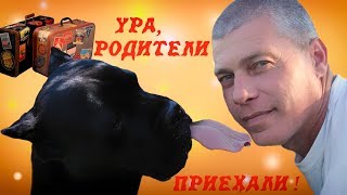Собака кане корсо встречает родителей из шри ланки. #canecorso
