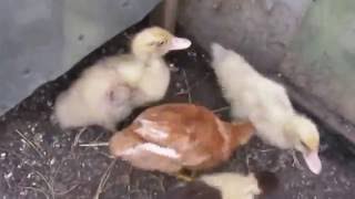 Кто ворует утят и цыплят? Who steals ducks and chickens?
