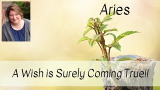 Aries! A Wish is Surely Coming True!!