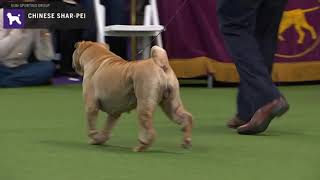 Chinese SharPei | Breed Judging 2020