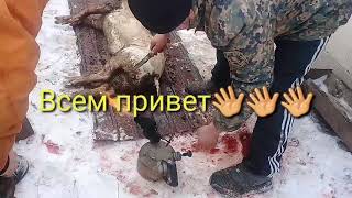 18 +.Закололи поросенка/Первый кружок.22 ноября 2018 г.