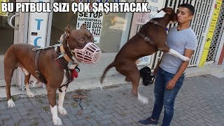 Bu Pitbull Sizi Çok Şaşırtacak ( Toplama, Çarpma, Matematik uzmanı Pitbull ) Best Pitbull dogs