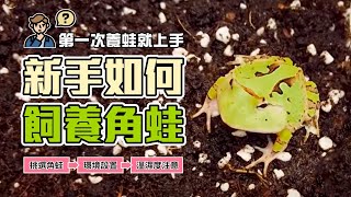 PACMAN TAIWAN 教學20. 第一次養蛙就上手，給所有初學者的養蛙影片 for horned frog pet beginner lesson.