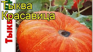 Тыква Красавица. Краткий обзор, описание характеристик, где купить семена cucurbita pepo Krasavitca