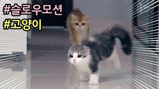 새끼고양이 슬로우모션 우다다 영상, 먼치킨 새끼고양이 vs 브리티시숏헤어 골드 새끼고양이 우다다 대결!