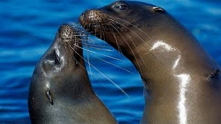 Like talking seals. Как разговаривают морские котики.