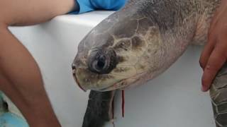 Sea Turtle with Straw up its Nostril    "NO  TO PLASTIC STRAWS"