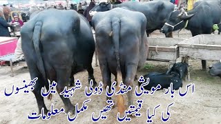 New fresh information of different types of the beautifull buffelow in janwar mandi doli shaheed