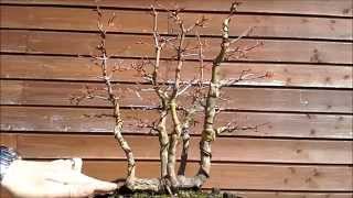 Acer Palmatum raft 1