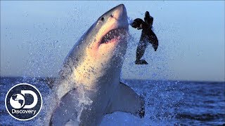 Shark Week's Best Breaches