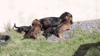 Flammean Kennel F-pentue, 2015-03-16 synt., vid.rev.01