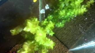 Diffusione co2 venturi