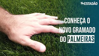 Palmeiras deve estrear gramado sintético no dia 16 de fevereiro