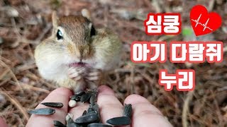 심쿵유발  아기다람쥐 누리