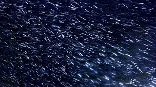 Футаж Метель. Очень Красивое Видео Метель Кружится в Лучах Света. Метель Кружится Футаж Видео Метель