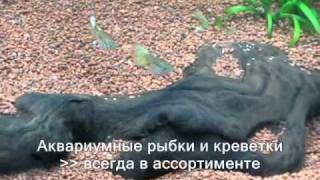 Аквариумные рыбки - Гуппи Лунный - Poecilia reticulata