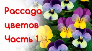 Рассада цветов из семян  Лобелия, Цинерария, Львиный зев, Виола, Колокольчик. Часть 1