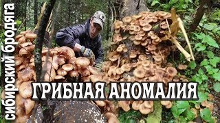 ОПЯТА НА ПНЯХ.ПЯТЬ ВЕДЕР С ТРЁХ ПЕНЬКОВ.ЗАКРЫЛИ ГРИБНОЙ СЕЗОН С ПОДПИСЧИКОМ опята