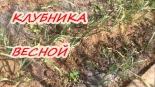 КЛУБНИКА весной| Органическое земледелие
