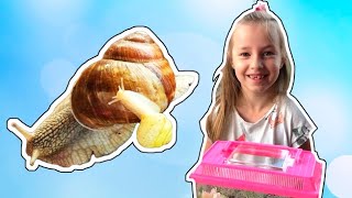 Новый питомец Как ухаживать за виноградными улитками с улицы Завела огромную улитку для детей