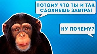 ПРАНК ПЕСНЕЙ над БОТОМ | ТРОЛЛИМ ОБЕЗЪЯНУ ПЕСНЕЙ | ПРАНК ПЕСНЯ | ВРЕМЯ И СТЕКЛО - Навернопотомучто