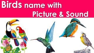 Birds Name in Hindi | Birds Name with Pictures in English | Birds Name for Kids | Birds Name List