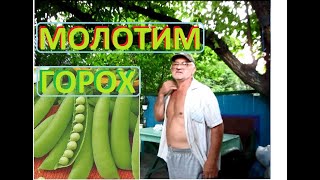 Молотим ГОРОХ стручковой Альфа