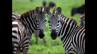 ZOO VISITING ZEBRAS VIDEOS FOR CHILDREN!