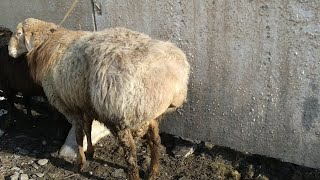 УЧКУН МАЛ БАЗАР | Кой | Кочкор | Эчки | Коозу БААЛАРЫН БИЛИҢИЗ