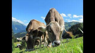Sonhar com Gado. Significado
