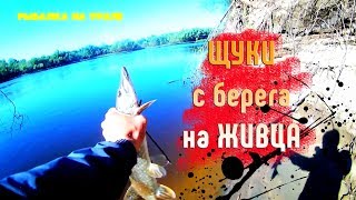 ЛОВЛЯ ЩУКИ на р.Сосьва С БЕРЕГА НА ЖИВЦА. Рыбалка на Урале 2018