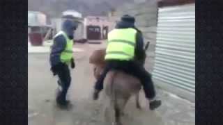 Осел похитил сотрудника ДПС / Donkey kidnapped employee DPS
