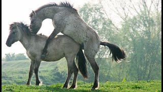 Sexe : comment fait le cheval ? - ZAPPING SAUVAGE