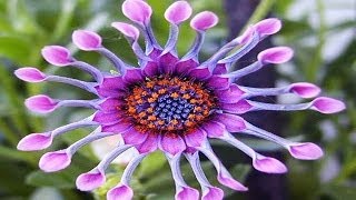 EXOTIC FLOWERS