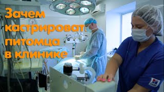 Кастрация животных – Ветдоктор – ответ 6