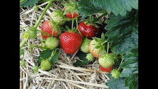 Отличная Клубника! Сажаю Ее Много! Посадка Клубники.