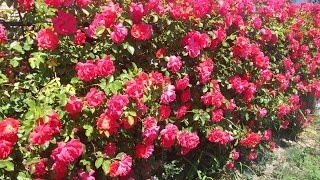 Лунный календарь на Апрель 2016г.  РОЗЫ - посадка саженцев, укоренение черенков, окулировка роз