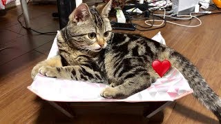 猫がハンモックでグラビア撮影したら可愛すぎて鼻血が止まらないレベルｗ