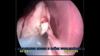 NOTES Transvaginal OVE in a female dog . VetEndoSchool in Russia www.endovet.com