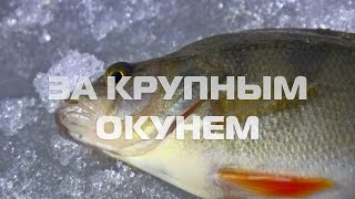 На лед за Крупным Окунем | Ловля окуня зимой