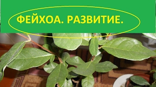 ФЕЙХОА.  Правильная и не правильная обрезка и развитие.
