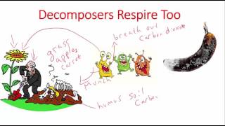 The Carbon Cycle
