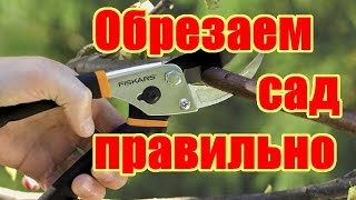 Как правильно обрезать и формировать фруктовые деревья / Весенняя обрезка деревьев в саду