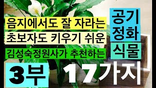 3부 전문가가 뽑은 공기정화식물, 초보자도 쉽게 키울수 있는 식물, 음지를 잘 견디는 식물 #행운목 #몬스테라 #드라세나 #멕시코담쟁이 #하월시아 #가스테리아 #테이블야자 #김성숙