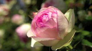 Eden Rose, Cl. (Pierre de Ronsard) ピエール・ドゥ・ロンサール