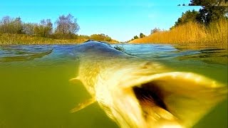 Small creek - big monster pike. Rare topwater attacks on fishing lure. Рыбалка щука атакует Майка.